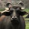 Rama, the Bull