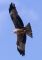 Chil, the Kite
