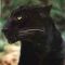 Bagheera, the Black Panther