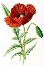 Anzac Day March 2025